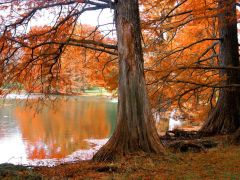 Tapeta Nature Autumn trees 011.jpg